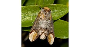 Attēlu rezultāti vaicājumam “Phalera bucephala”