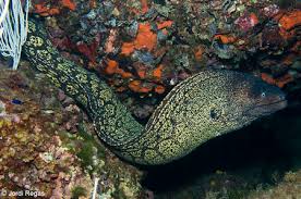 Image result for Muraena helena