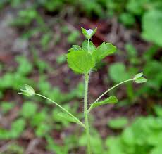 Attēlu rezultāti vaicājumam “Veronica persica flower”
