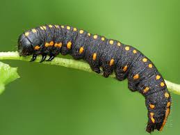 Attēlu rezultāti vaicājumam “Cucullia lucifuga larva”