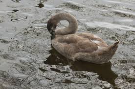 Attēlu rezultāti vaicājumam “Cygnus olor juvenile”