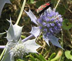 Attēlu rezultāti vaicājumam “Eryngium maritimum”