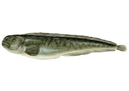 Image result for Anarhichas lupus