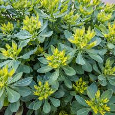 Image result for Ruta graveolens