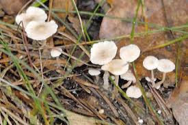Attēlu rezultāti vaicājumam “Collybia tuberosa”