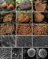 Attēlu rezultāti vaicājumam “Tubifera ferruginosa (subsp. ferruginosa) macro”