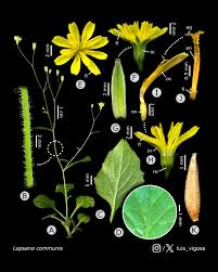 Attēlu rezultāti vaicājumam “Lapsana communis”