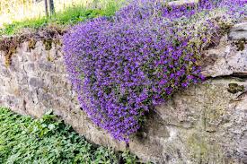 Image result for Aubrieta hybrida (cultorum)