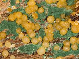 Attēlu rezultāti vaicājumam “Hypocrea gelatinosa”