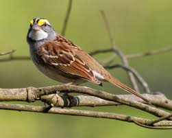 Image result for Zonotrichia albicollis