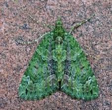 Attēlu rezultāti vaicājumam “Chloroclysta siterata”