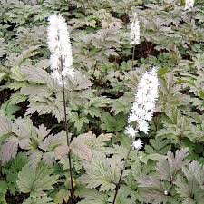 Image result for Silberkerze