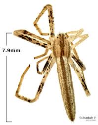Attēlu rezultāti vaicājumam “Tibellus oblongus”