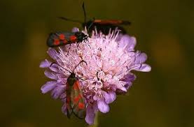 Attēlu rezultāti vaicājumam “Zygaena viciae”