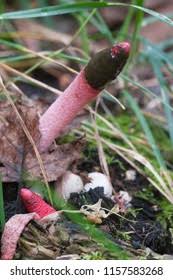 Attēlu rezultāti vaicājumam “Mutinus ravenelii”