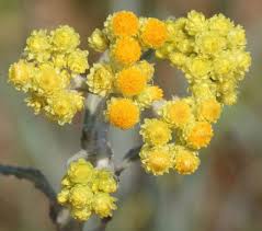 Attēlu rezultāti vaicājumam “Helichrysum arenarium”