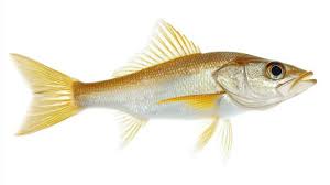 Image result for Centropomus undecimalis