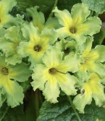 Attēlu rezultāti vaicājumam “Primula x margotae”