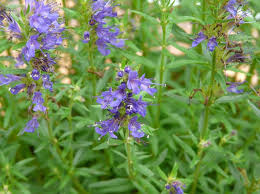 Image result for Ysop