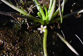 Attēlu rezultāti vaicājumam “Limosella aquatica”