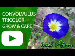 Image result for Convolvulus tricolor