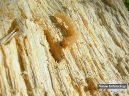 Attēlu rezultāti vaicājumam “Melandrya dubia”