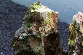 Attēlu rezultāti vaicājumam “Riccardia multifida”