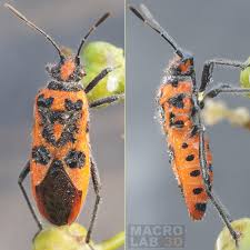 Attēlu rezultāti vaicājumam “Corizus hyoscyami”