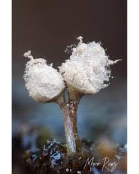 Attēlu rezultāti vaicājumam “Arcyria incarnata spores”