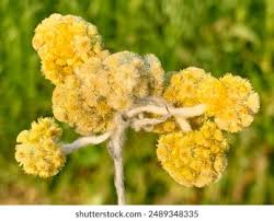 Attēlu rezultāti vaicājumam “Helichrysum arenarium flower”