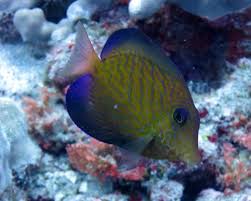 Image result for Ctenochaetus hawaiiensis