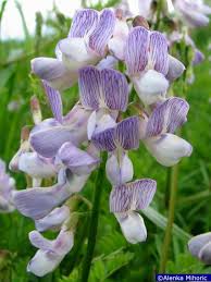 Attēlu rezultāti vaicājumam “Vicia sylvatica flower”