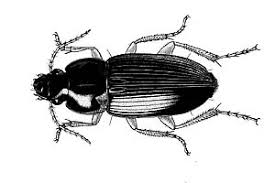 Attēlu rezultāti vaicājumam “Coleoptera”