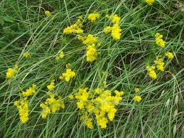 Attēlu rezultāti vaicājumam “Galium verum leaf”