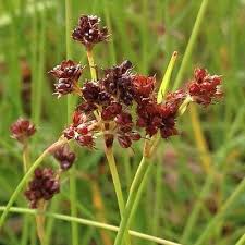 Attēlu rezultāti vaicājumam “Luzula campestris flower”