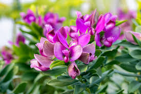 Attēlu rezultāti vaicājumam “Polygalaceae”