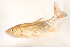 Image result for Squalius cephalus