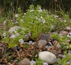 Attēlu rezultāti vaicājumam “Acinos arvensis flower”