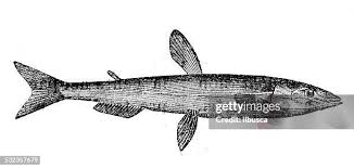 Image result for Osmerus eperlanus