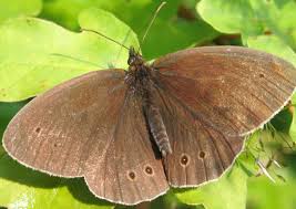 Attēlu rezultāti vaicājumam “Aphantopus hyperantus”