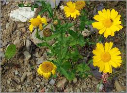 Image result for Chrysanthemum segetum