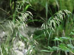 Attēlu rezultāti vaicājumam “Festuca altissima”