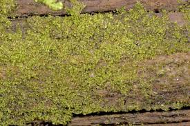 Attēlu rezultāti vaicājumam “Lophozia ascendens”