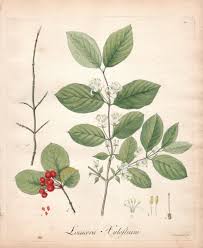 Attēlu rezultāti vaicājumam “Lonicera xylosteum leaf”
