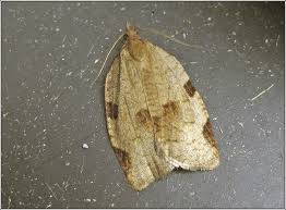 Attēlu rezultāti vaicājumam “Lozotaenia forsterana”