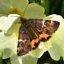 Attēlu rezultāti vaicājumam “Archiearis parthenias”