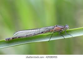 Attēlu rezultāti vaicājumam “Enallagma cyathigerum female”