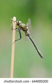 Attēlu rezultāti vaicājumam “Cordulia aenea”