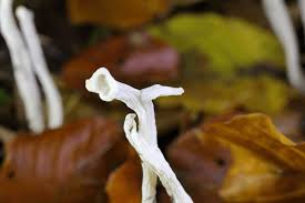 Attēlu rezultāti vaicājumam “Clavulina rugosa”