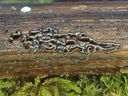 Attēlu rezultāti vaicājumam “Oligonema sp.”